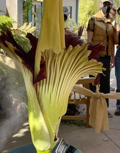CorpseFlower6_2022eah.jpg