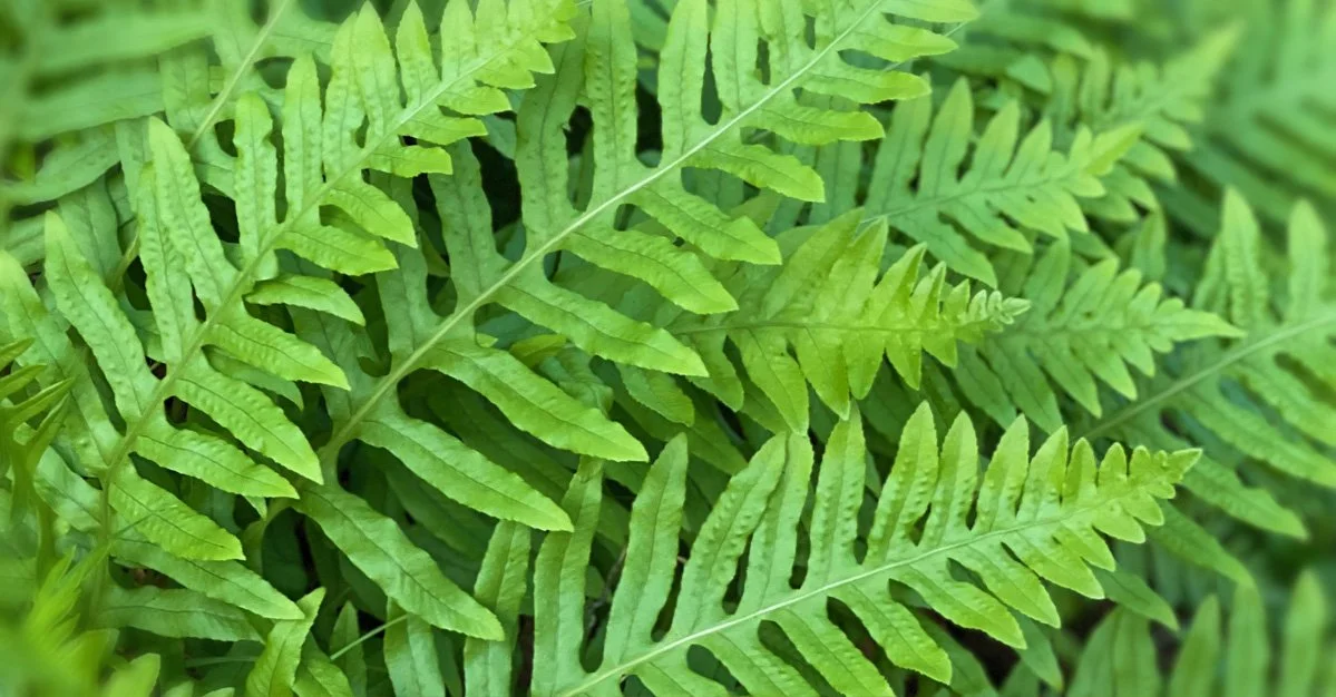 OctNovDec2026_Newsletter_ferns.jpg
