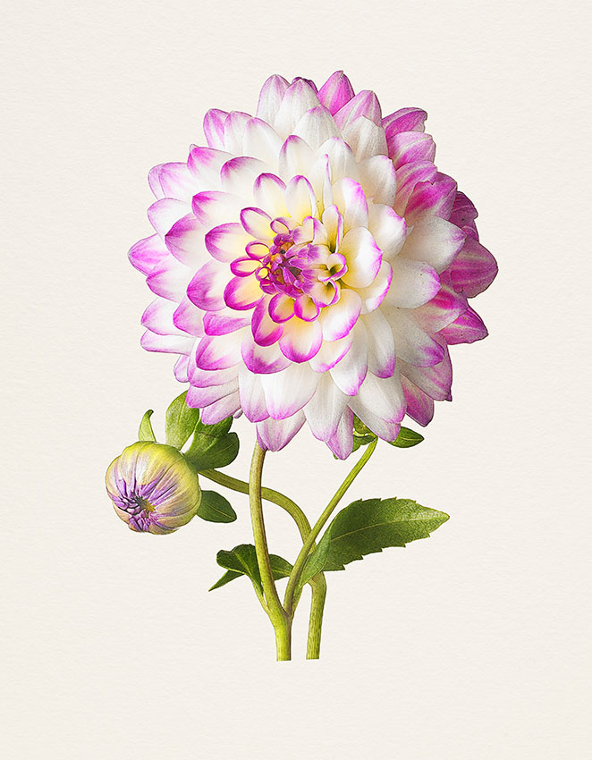 most beautiful flower drawings