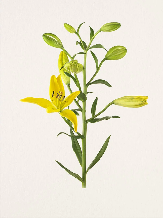 MB_005_Lily_Gironde_2011.jpg
