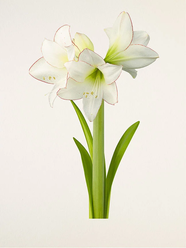 MB_275_Amaryllis_Picotee_2017.jpg