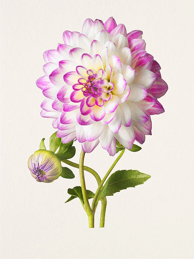 MB_026_Dahlia_Victoria Ann_2011.jpg