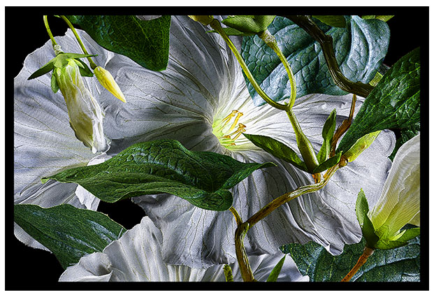 Morning Glory_a4.jpg