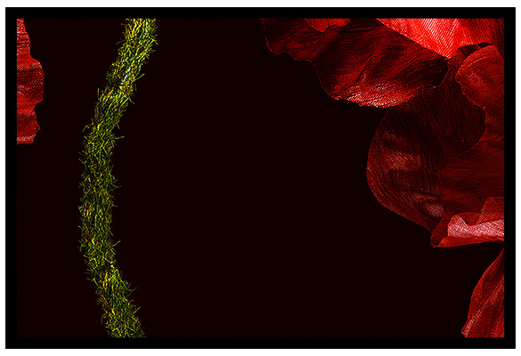 Red Poppy_c5.jpg