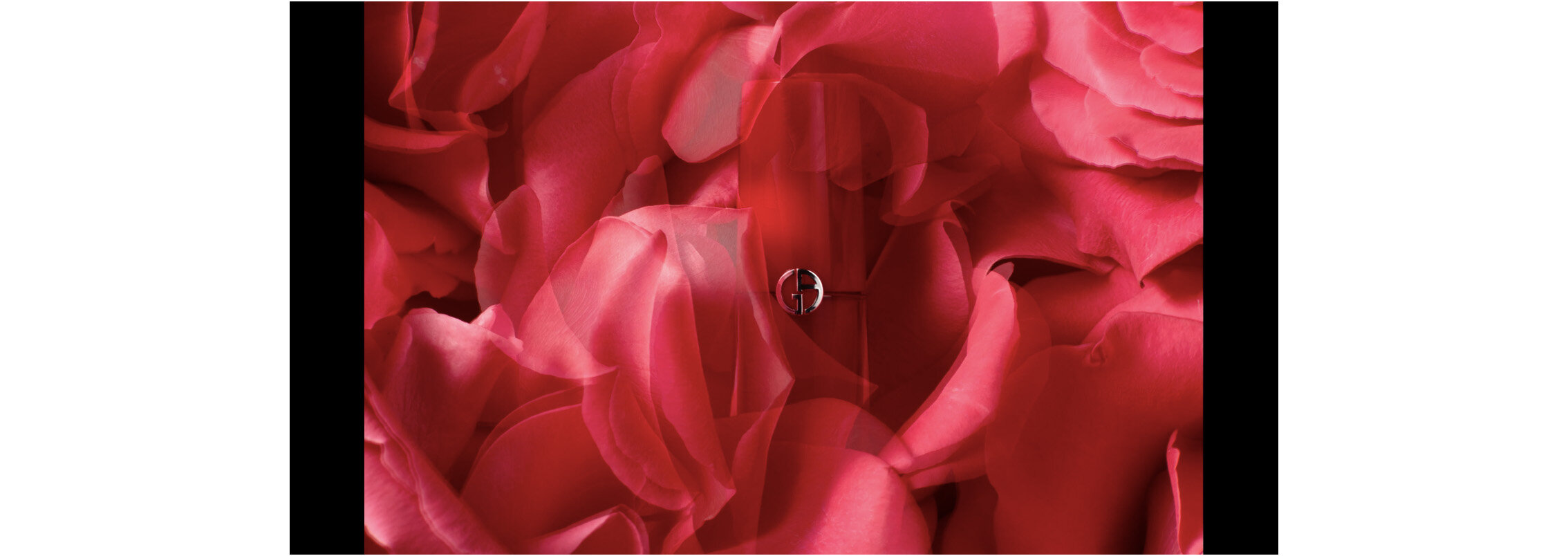 a rose named Pink Floyd