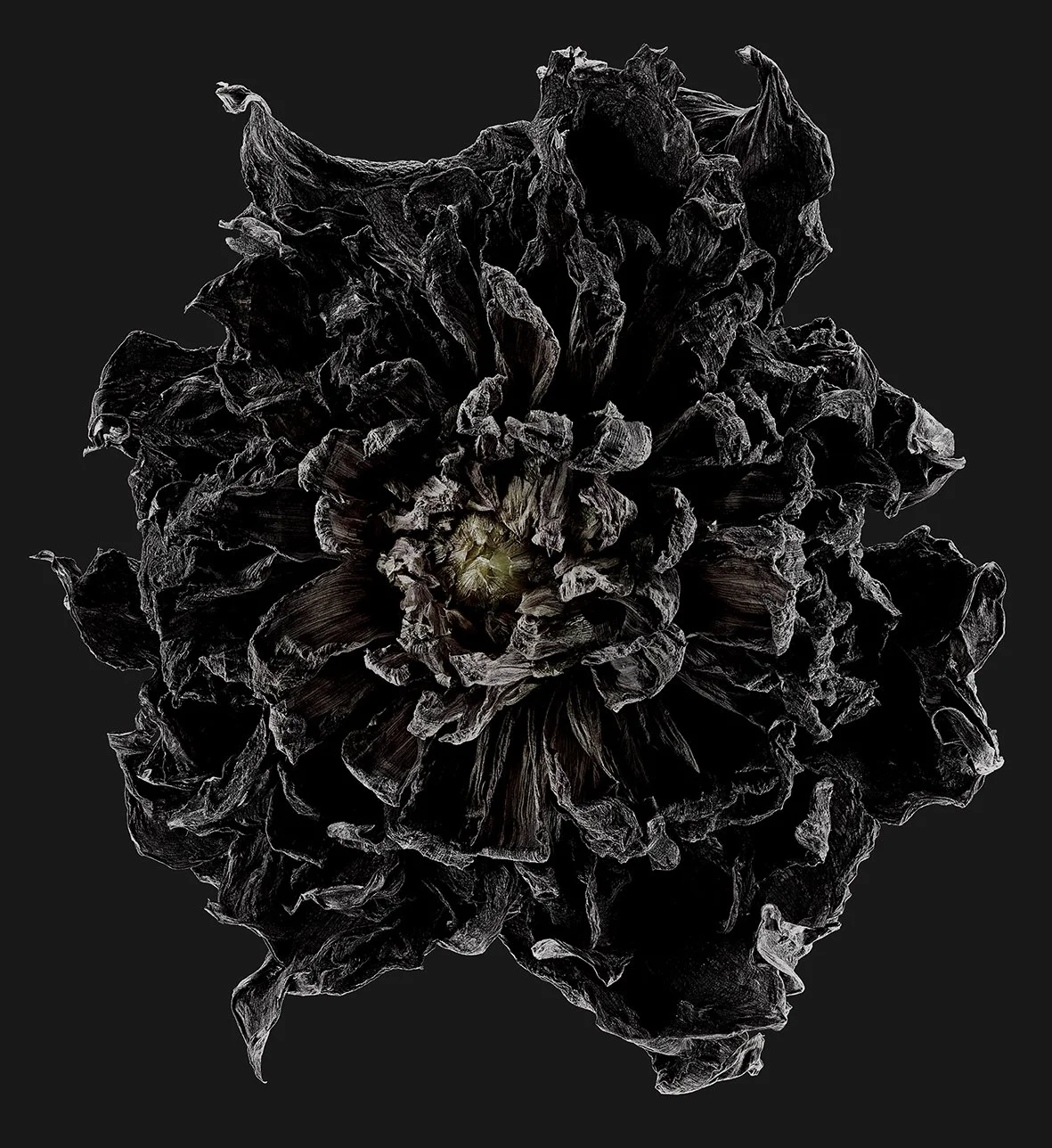 01_07_Dahlia:Spartacus-afterglow.jpg