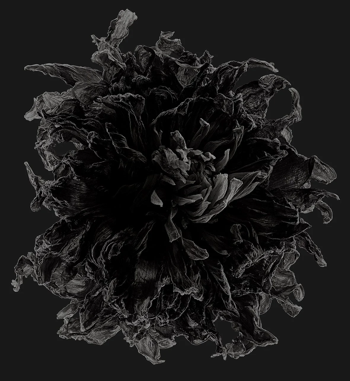 02_10_Dahlia:Caballero-Afterglow.jpg