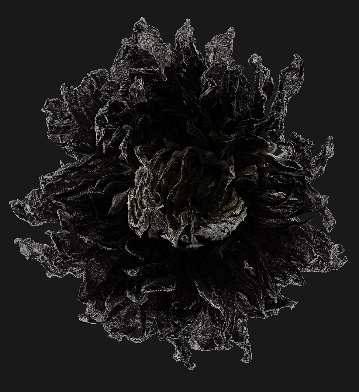 04_01_Dahlia:Sierra Glow-Afterglow.jpg