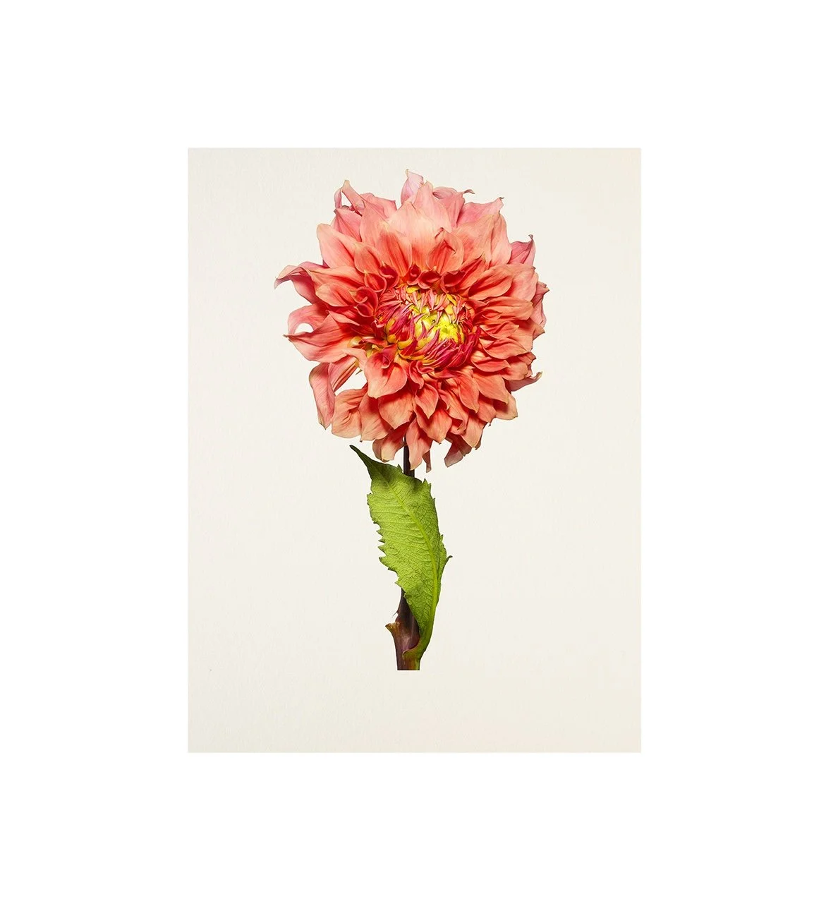 04_01_Dahlia:Sierra Glow-Bloom.jpg