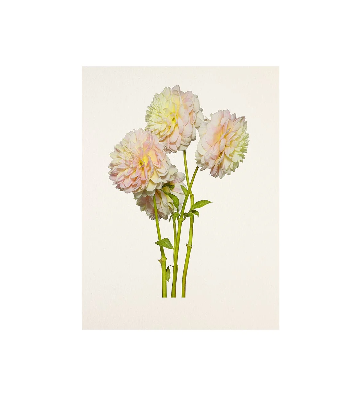 05_08_Dahlia:Sheer Heaven-Bloom.jpg