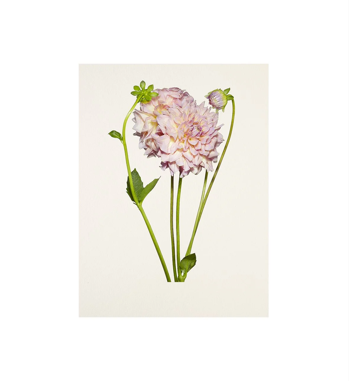 06_11_Dahlia:Cafe Au Lait-Bloom.jpg