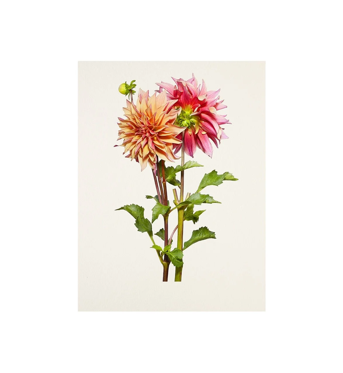 07_13_Dahlia:Ben Huston-Bloom.jpg