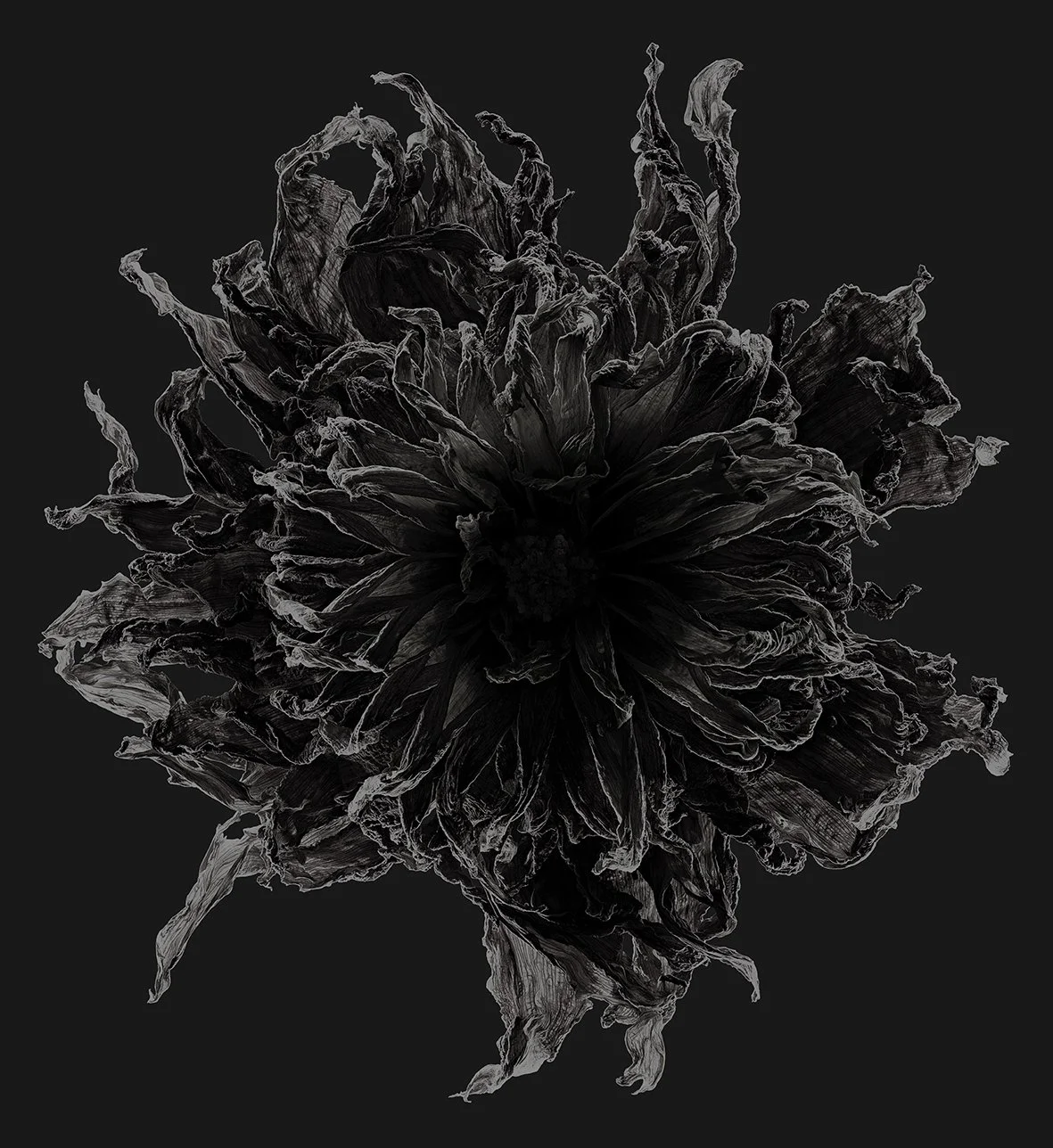 07_13_Dahlia:Ben Huston-Afterglow.jpg