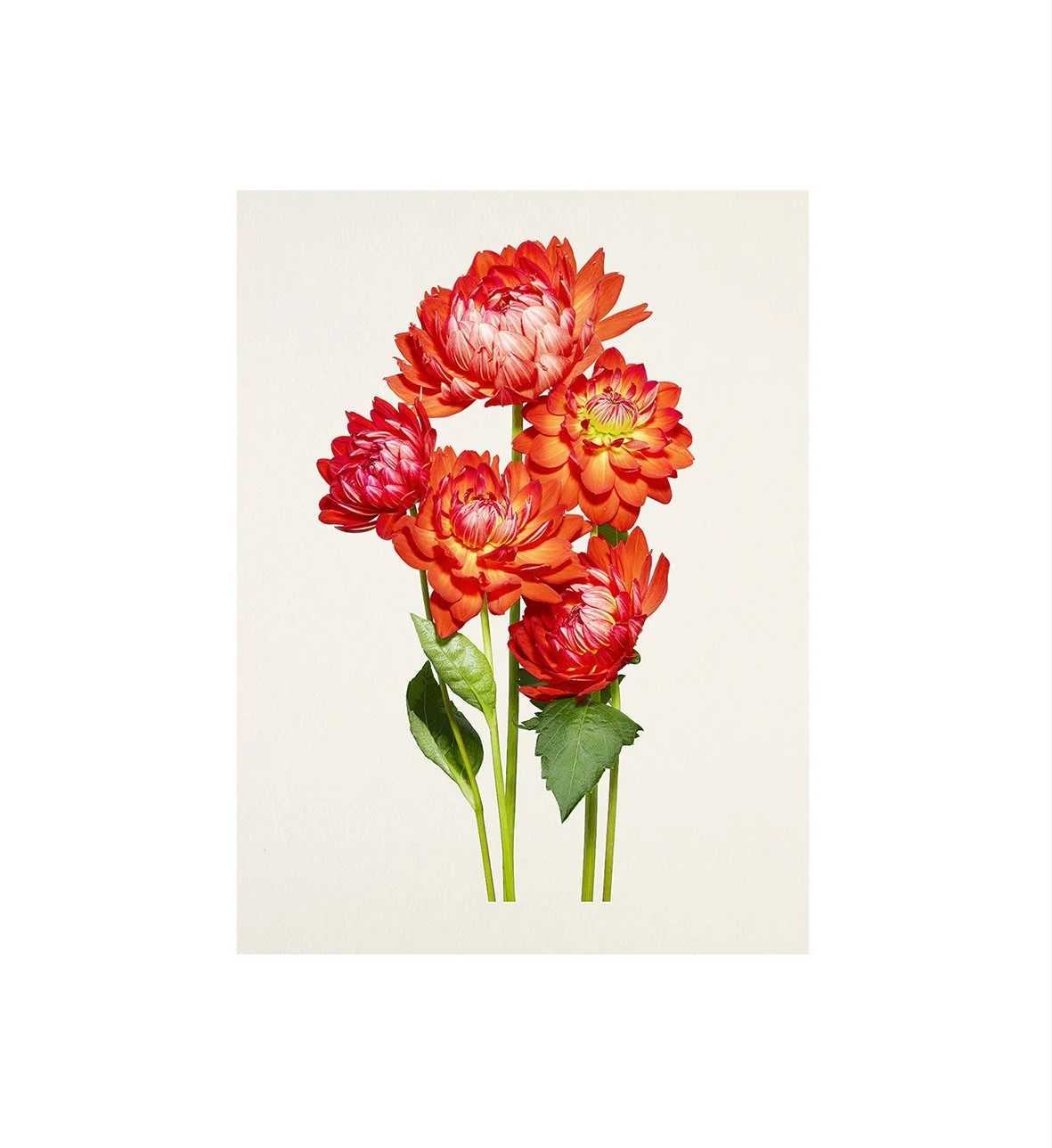 08_15_Dahlia:Caliente-Bloom.jpg