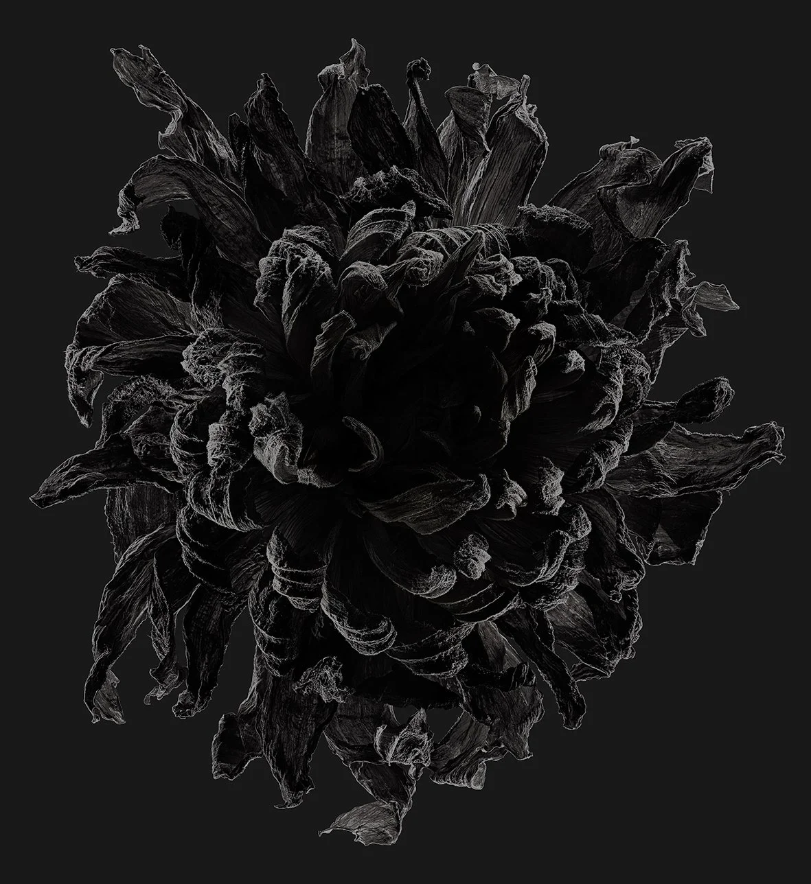 08_15_Dahlia:Caliente-Afterglow.jpg