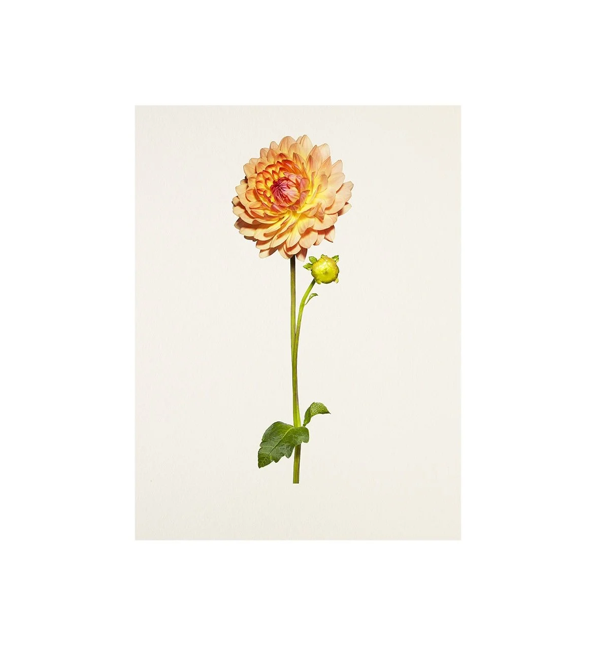 09_17_Dahlia:Wildwood Marie-Bloom.jpg