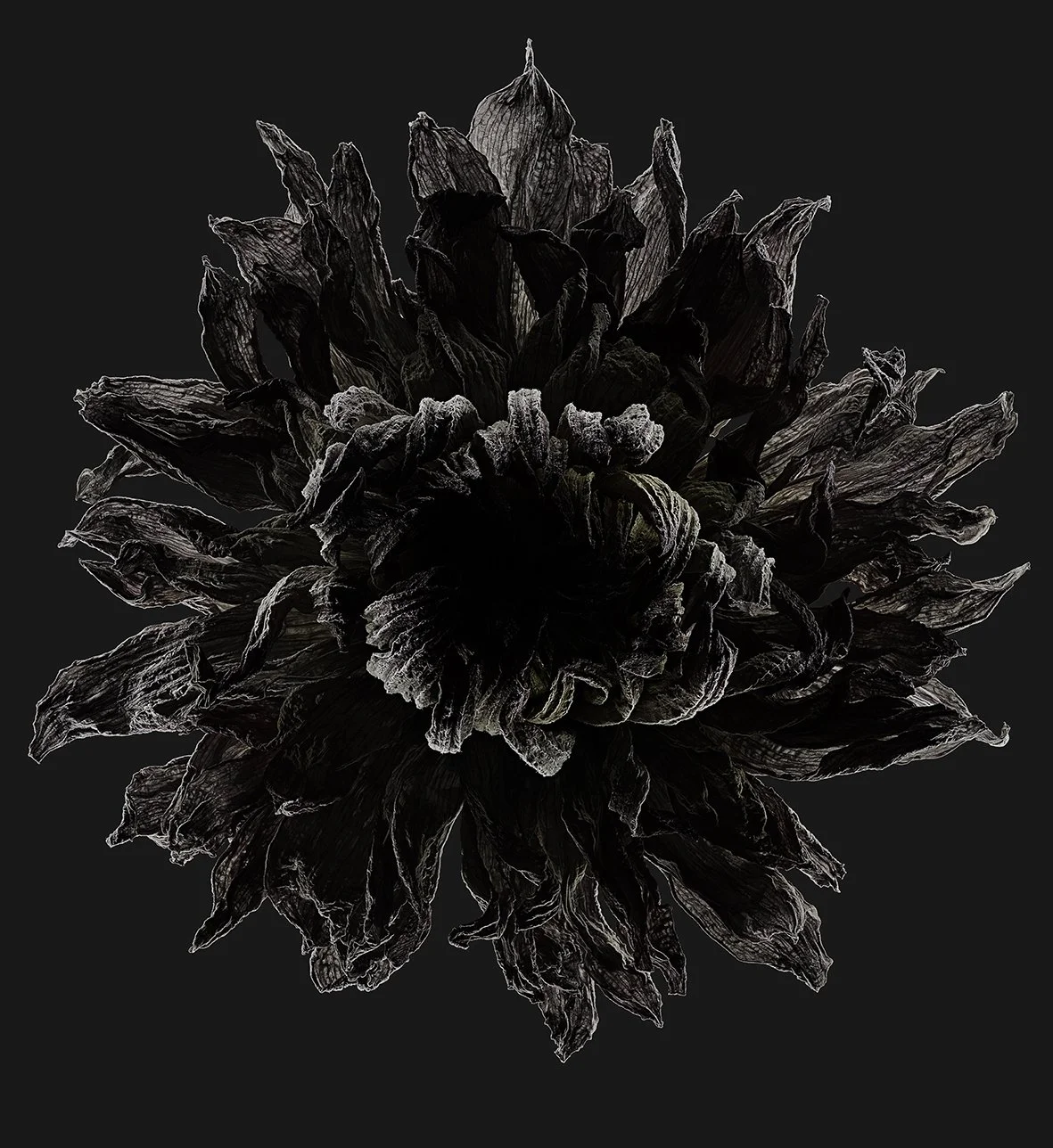 09_17_Dahlia:Wildwood Marie-Afterglow.jpg