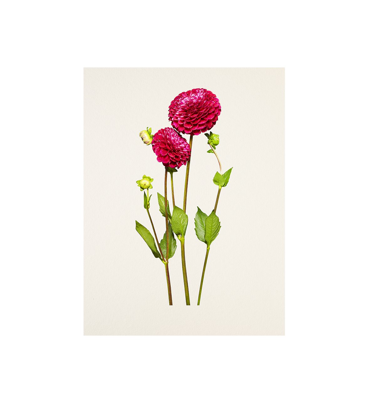 10_18_Dahlia:Ivanetti-Bloom.jpg
