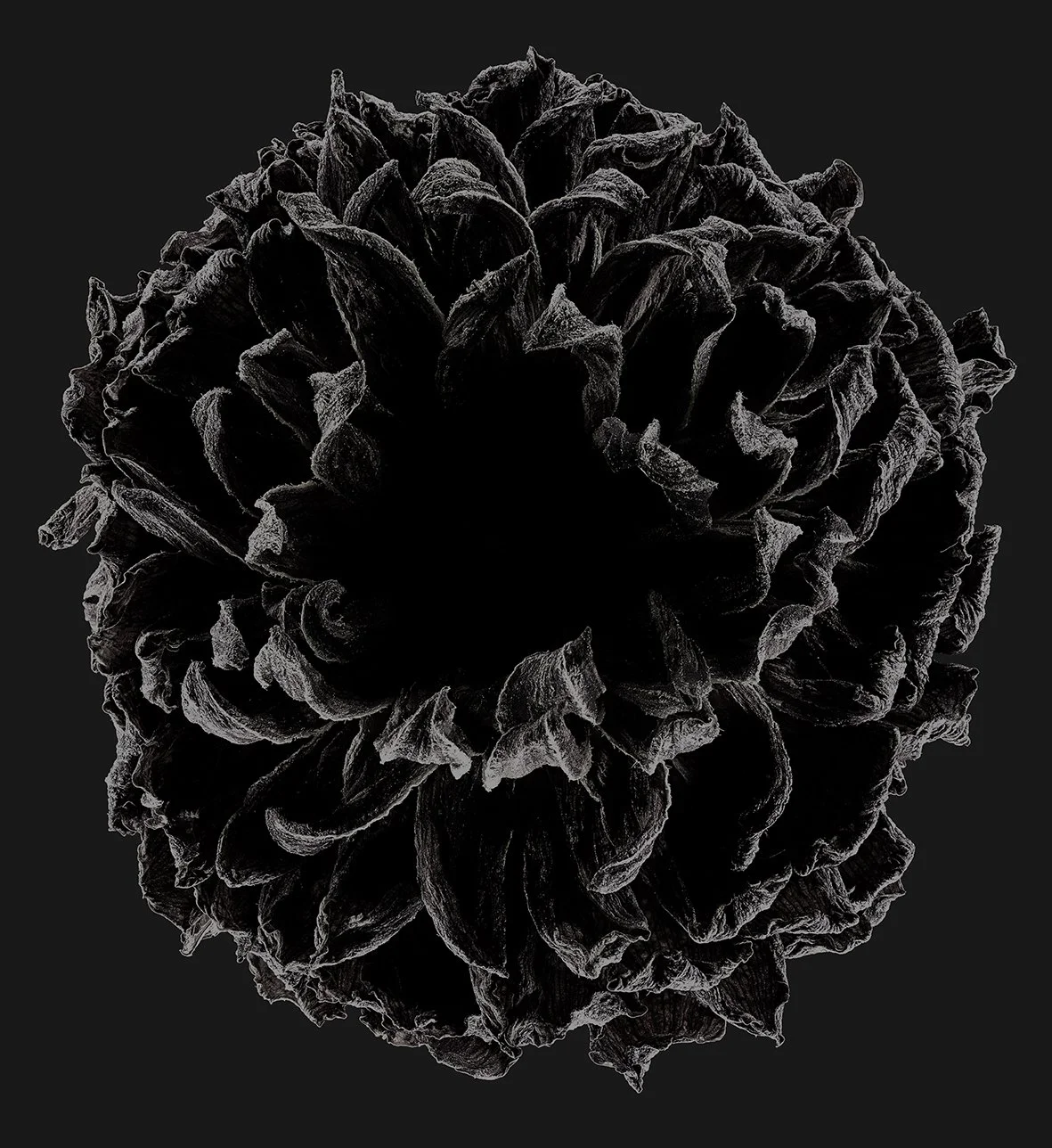 10_18_Dahlia:Ivanetti-Afterglow.jpg
