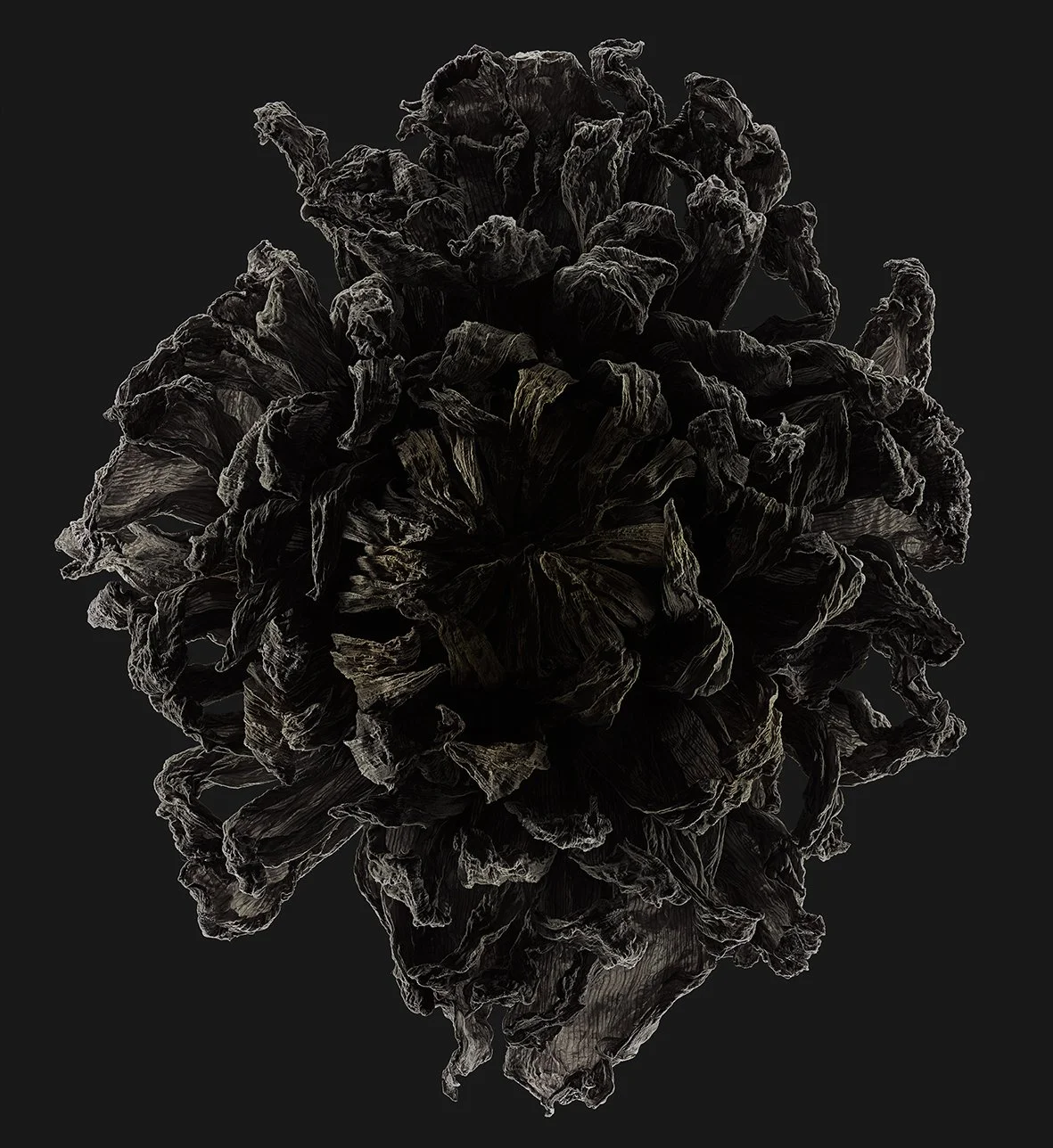 11_19_Dahlia-Afterglow.jpg