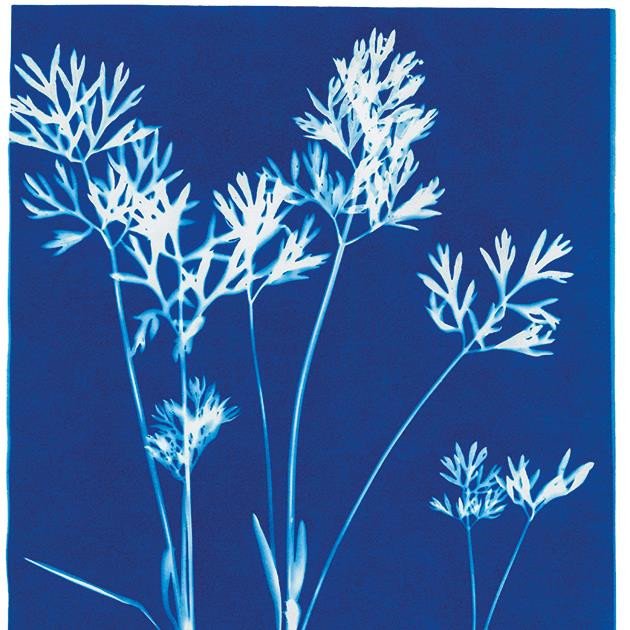 Cyanotype On Fabric