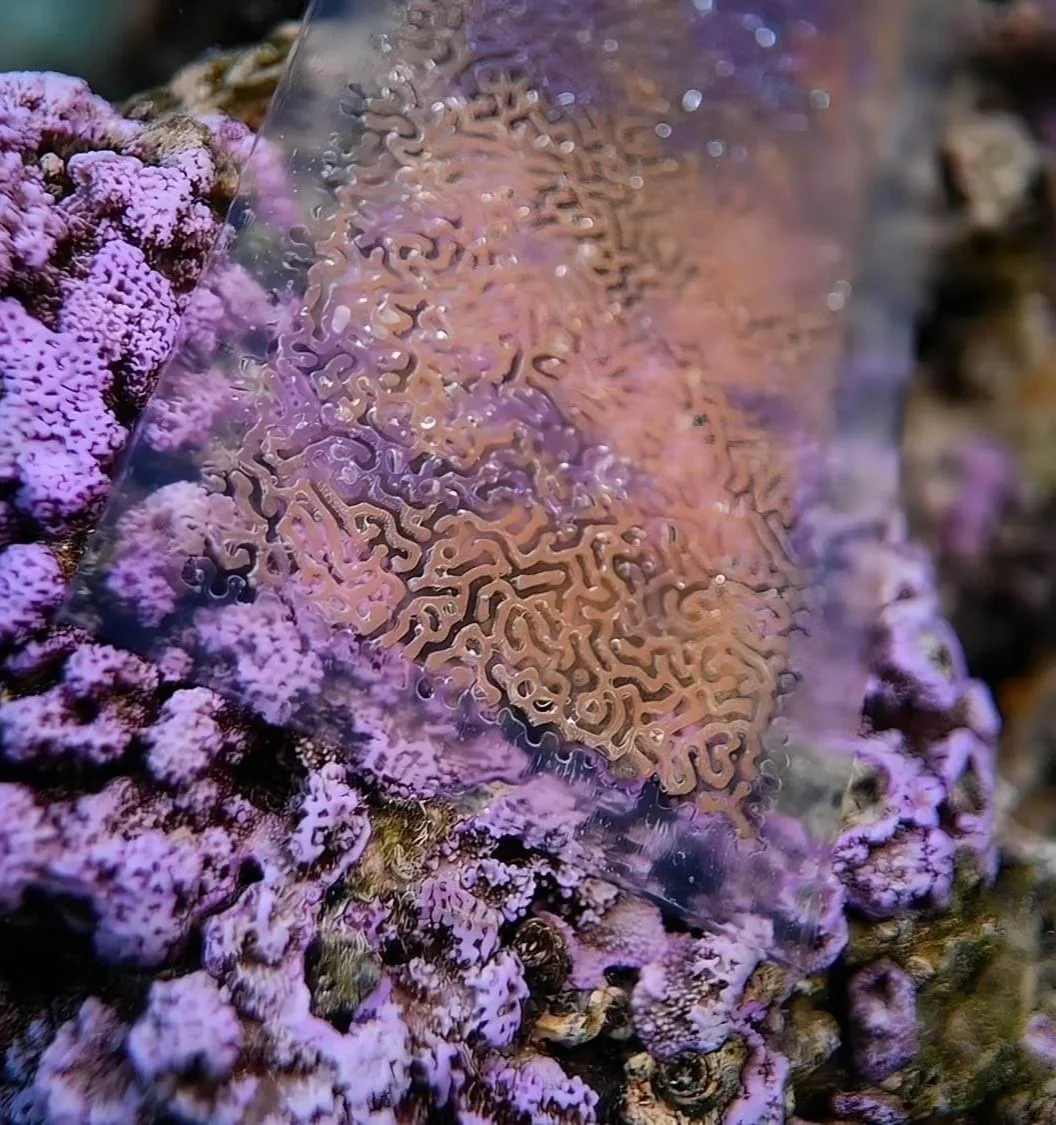 Fusing Polynesian Craft with Living Technology