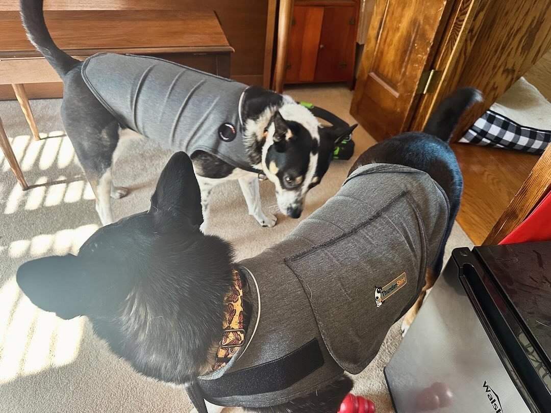 It has come to this! Thunder shirts, please work! 🤞🏽🚫⚡️☔️🌪️