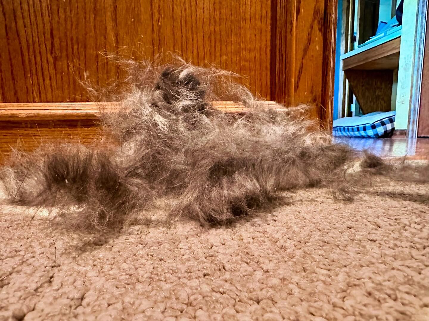 Luna&rsquo;s hair after less than a week having been brushed. Huskys bring the love and the hair!! And she&rsquo;s only part husky! ❤️