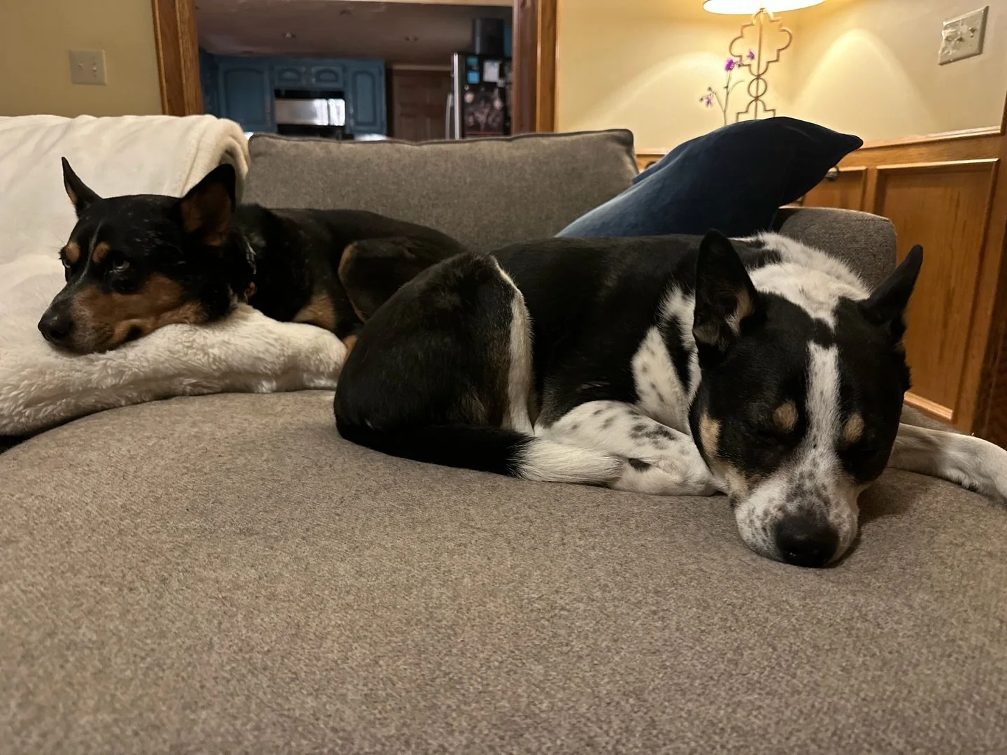 Snuggling on a frigid night of -6 windchill. ❤️