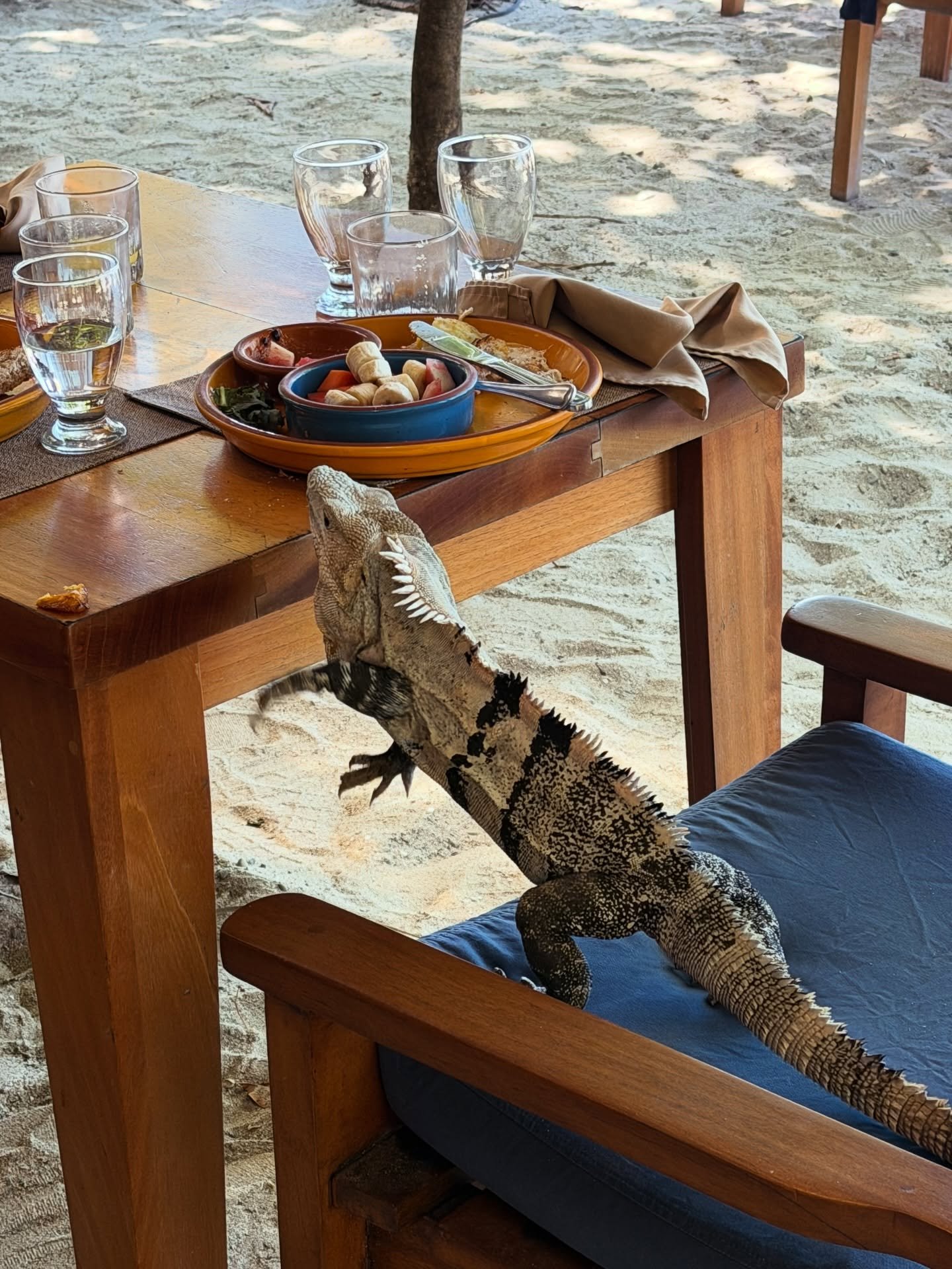 So many fun critters! 🦎🐢🐒

#costarica