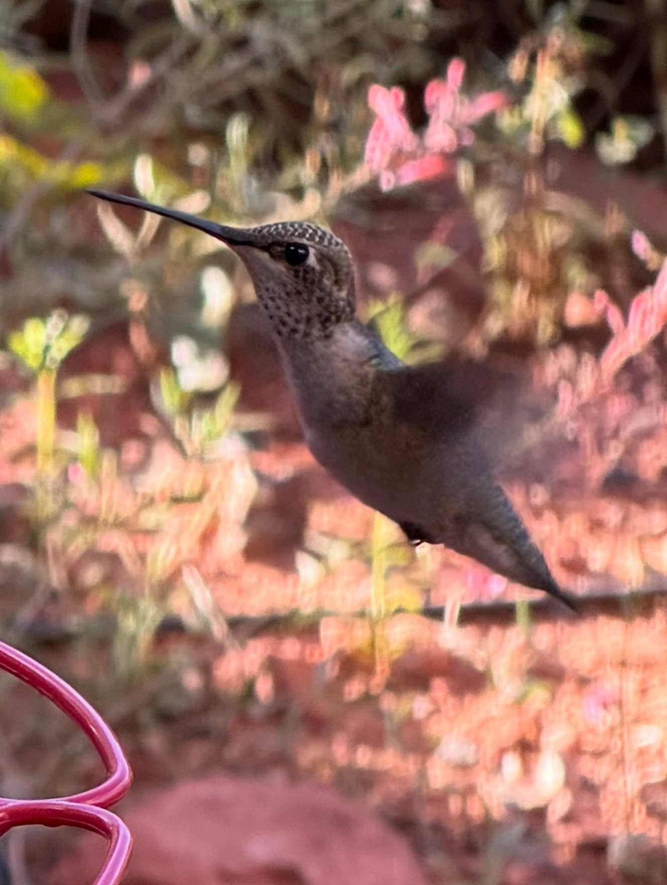 I couldn&rsquo;t love hummingbirds more. 🌸🐦&zwj;⬛✨

#hummingbird #hummingbirds