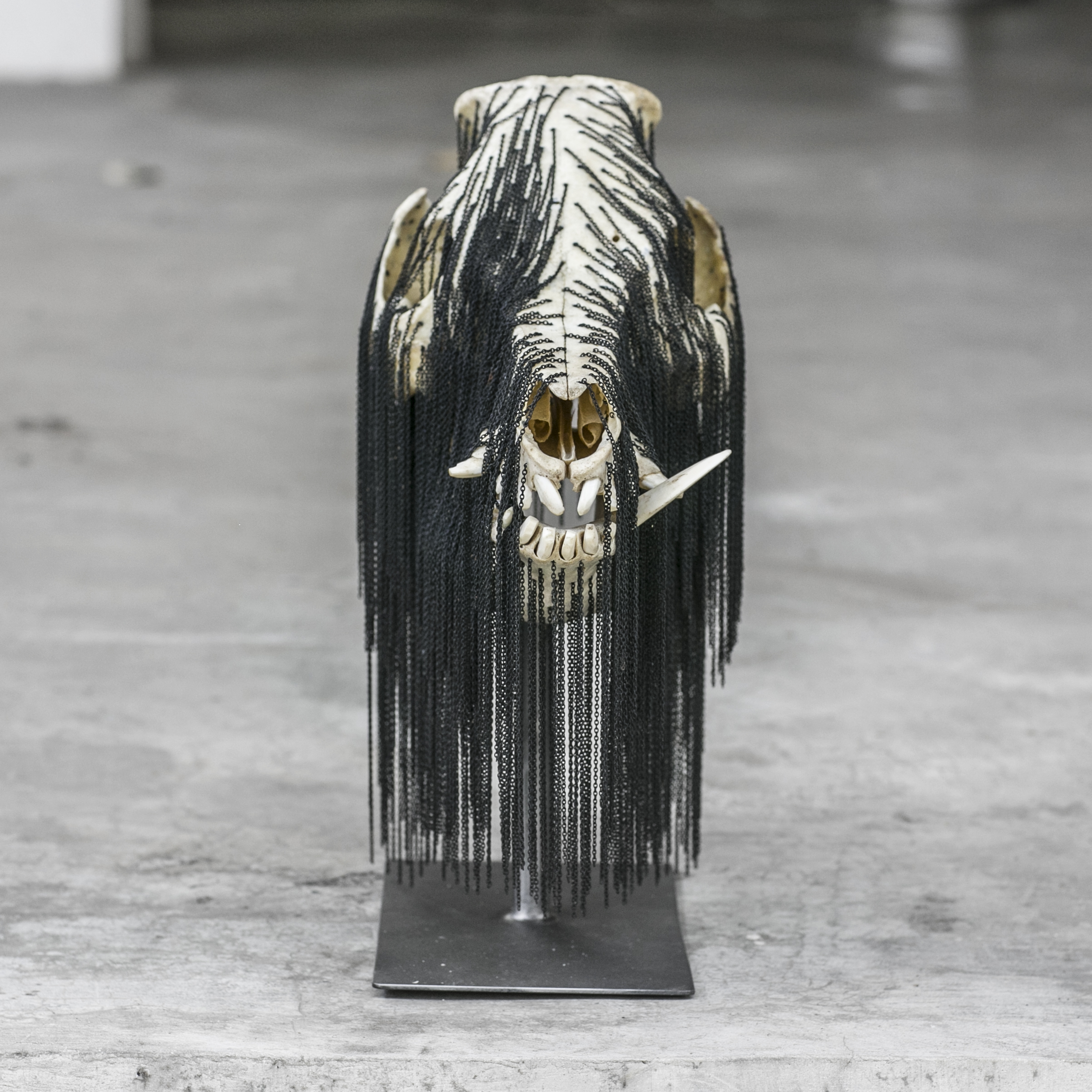 Babi Hutan Chain , Wild Boar Skull/Jewelry Chain/Metal Stand 7.5”W, 15” L, 17” H