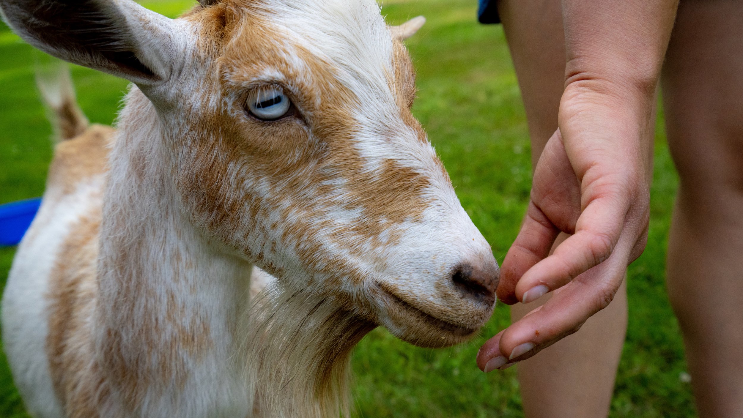 goats_at_smith_ridge_pnw_1.jpg