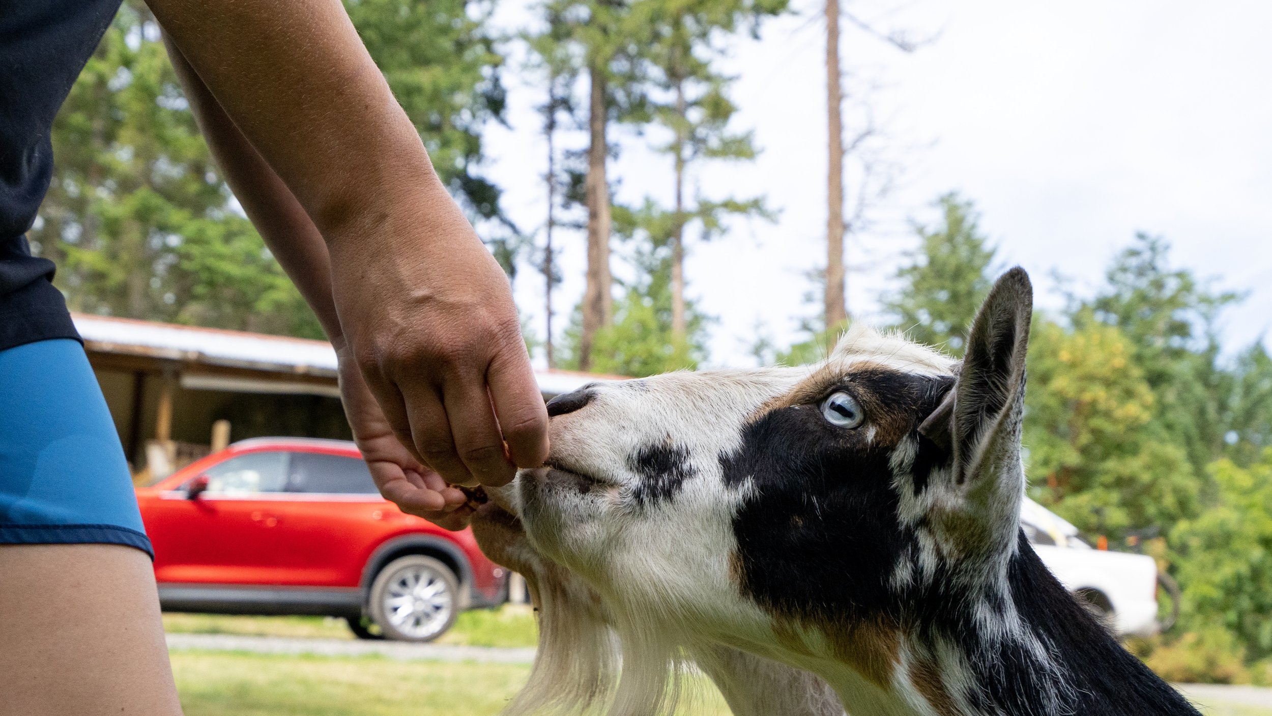 goats_at_smith_ridge_pnw_4.jpg