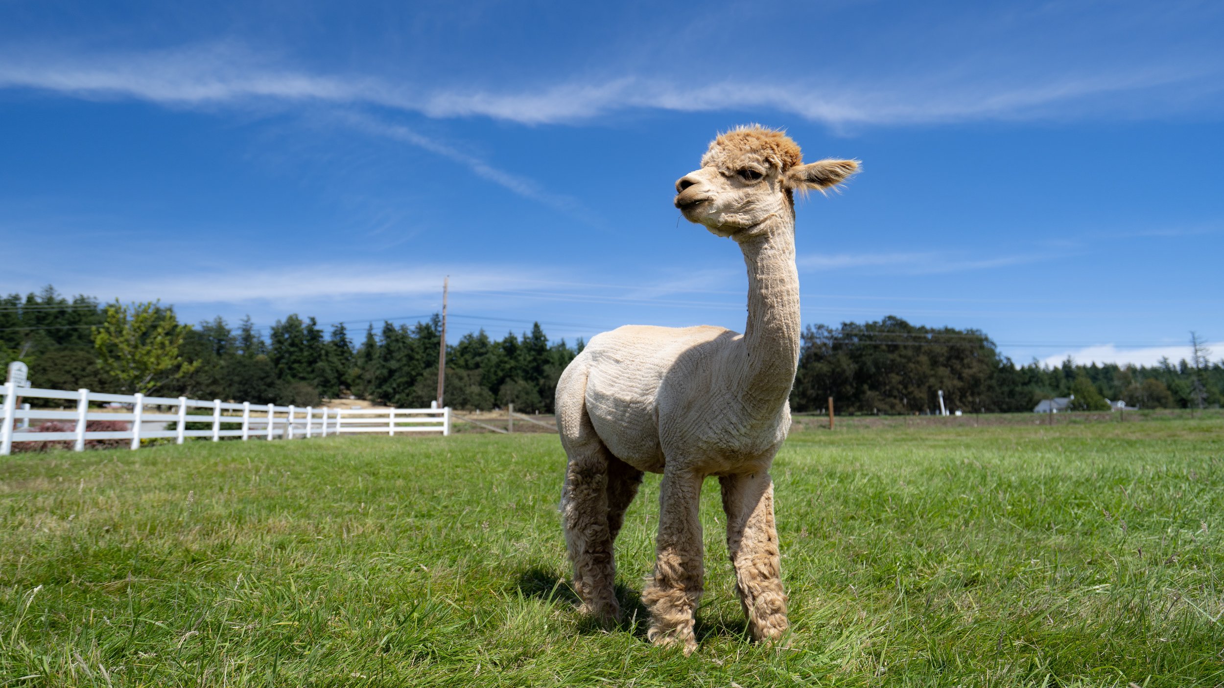 krystal_acres_alpaca_farm.jpg