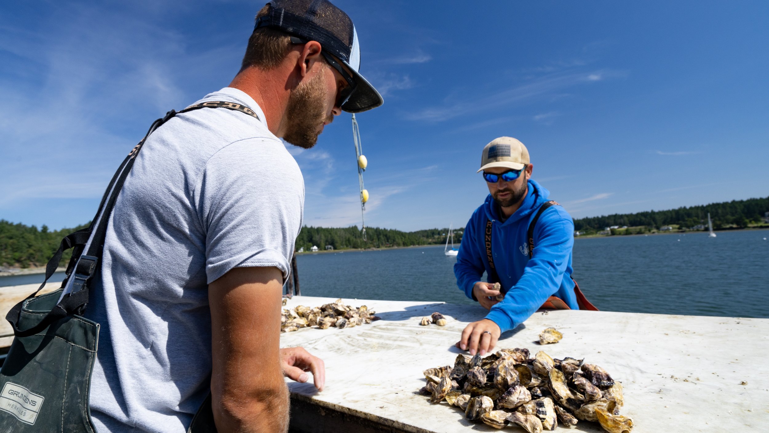 oysters_westcott_bay_shellfish_2.jpg