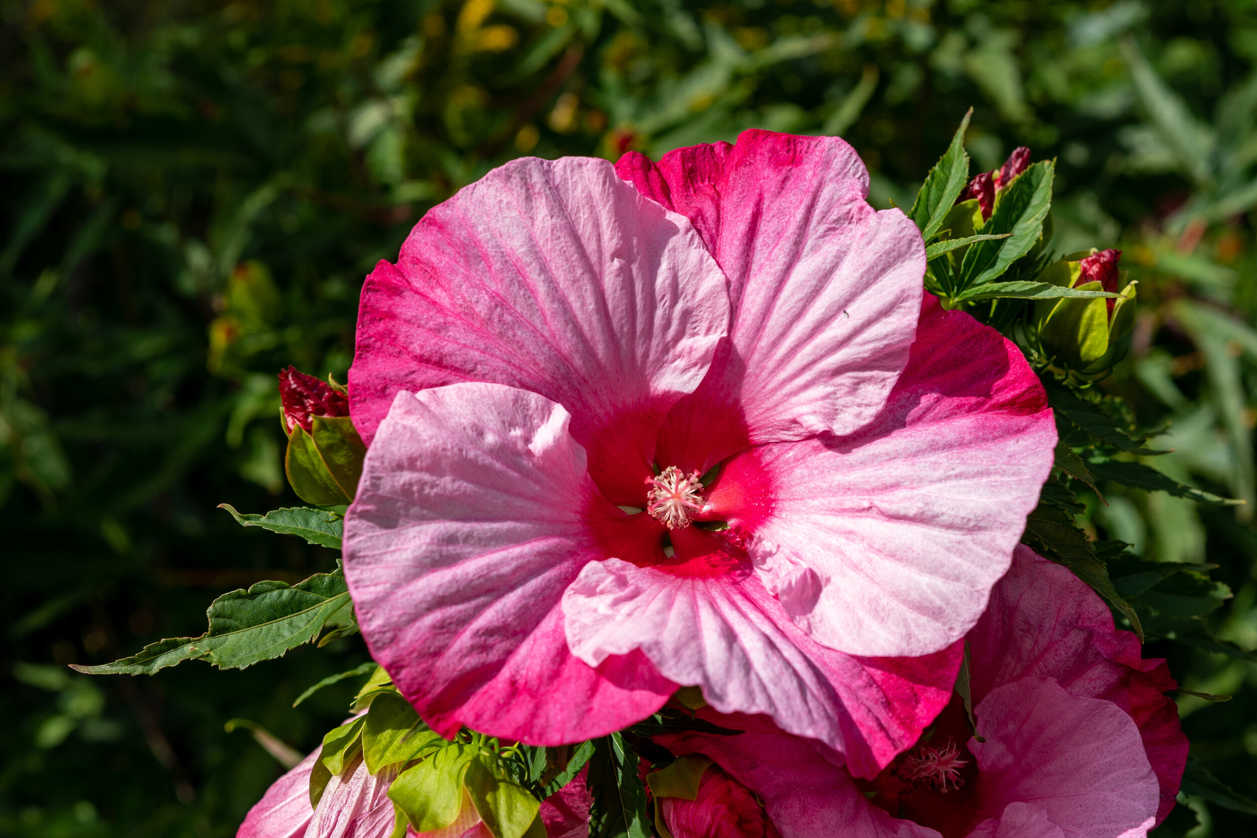 hibiscus at PD zoo.jpg