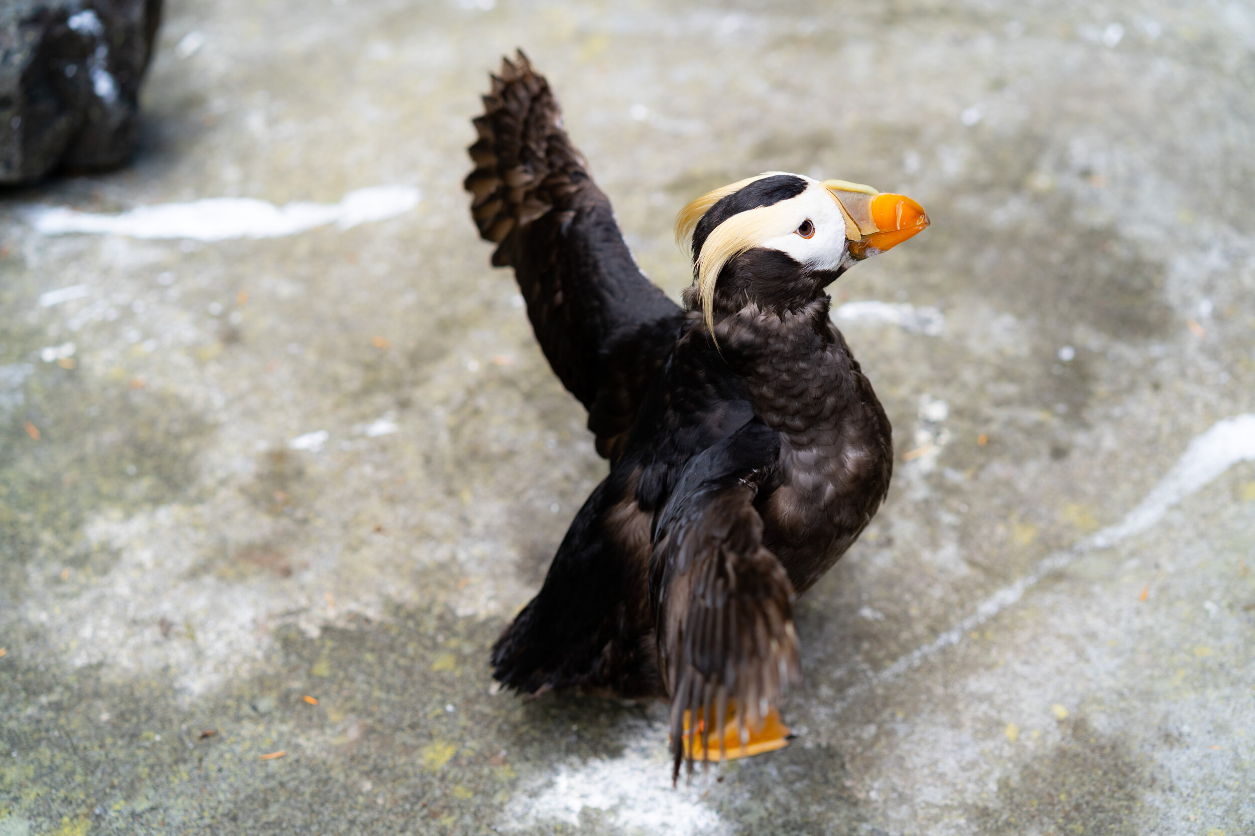 puffin at point defiance zoo 2.jpg