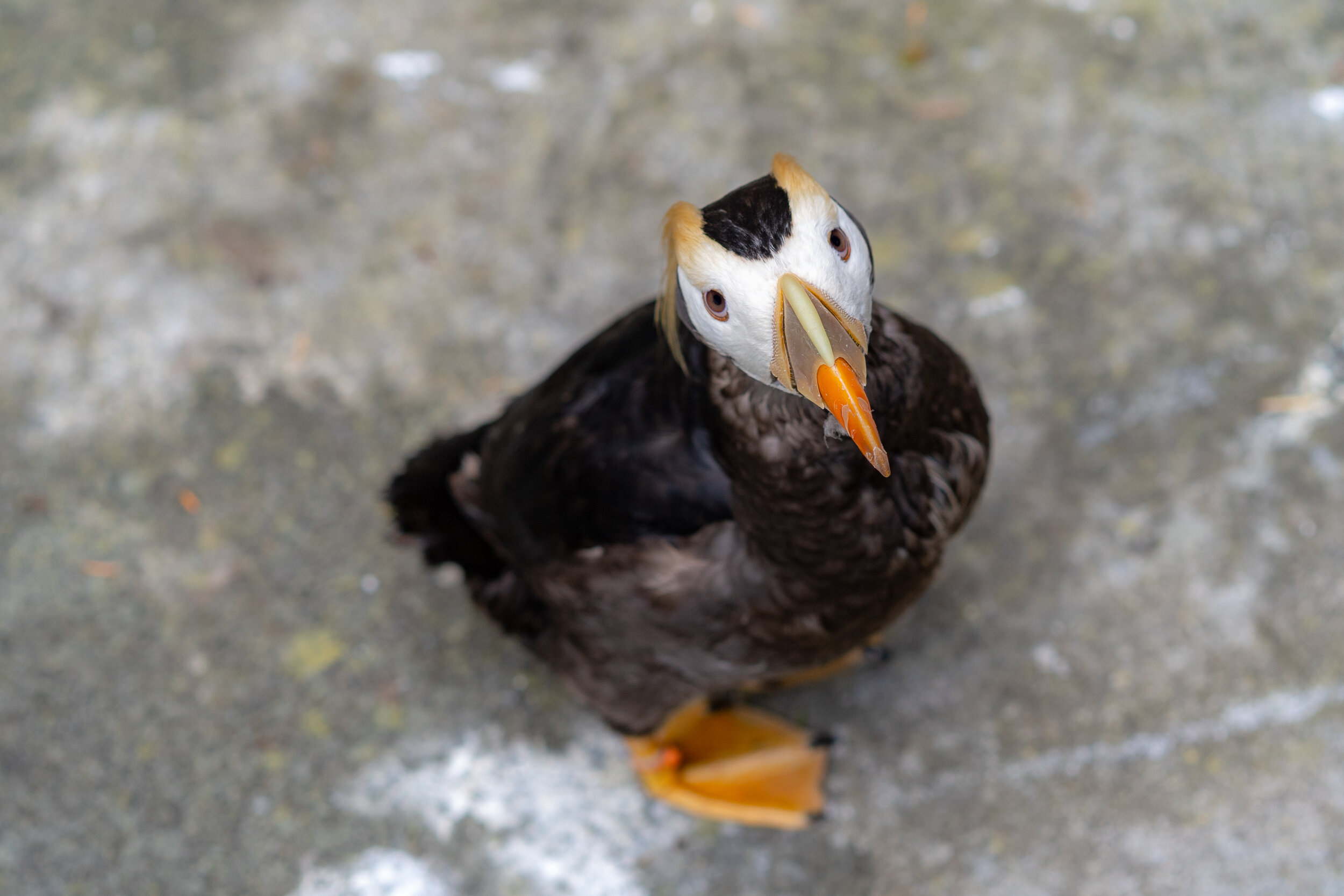 puffin at point defiance zoo.jpg