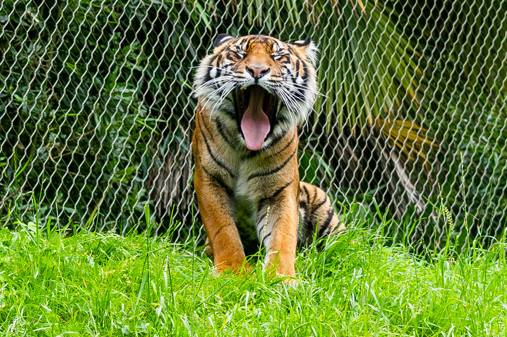 tiger at point defiance zoo.jpg