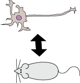 Physiology.png