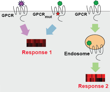 Figure- Ligand discrimination. Different ligands binding the same GPCR vary in their endocytic efficacy. Does ligand-induced internalization underlie drug specificity? Genes encoding receptors and other signaling components are polymorphic in the human population (red star denotes a SNP in the GPCR gene). How do variants affect GPCR trafficking and ligand-dependent signaling?
