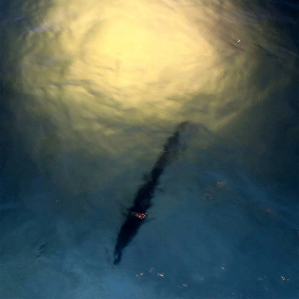 This is Elvis the Barracuda. He hogs the light.