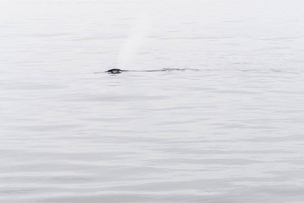 If it weren’t for the distinctive “spout” of mist, it would be easy to mistake this humpback whale for an otter or piece of driftwood.