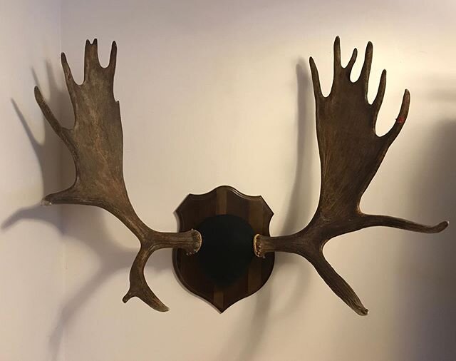 Moose antler mount reconstructed from Dropped antlers found in Alaska. #alaska #shedhunting #bullmoose #huntingalaska