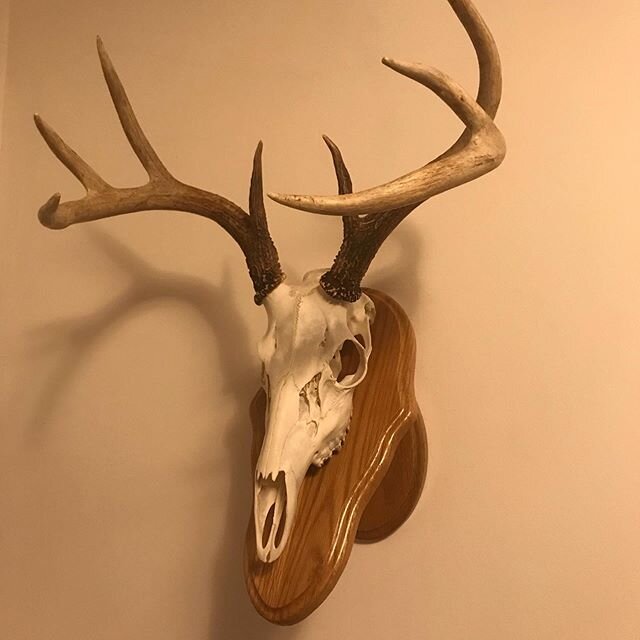 To this day, the wall pedestal European mount is one of my favorites! #deerhunting #bigbucks #whitetail