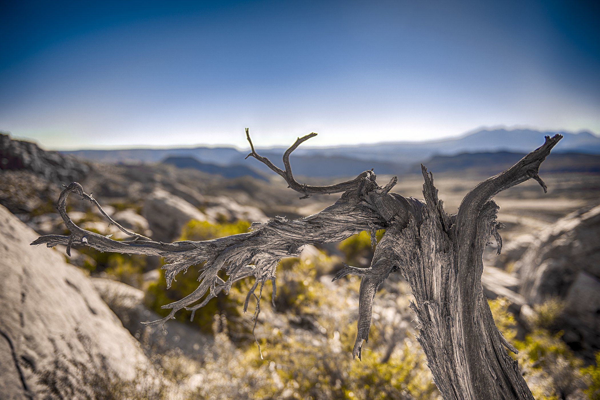 Weathered Desert Tree WP.jpg