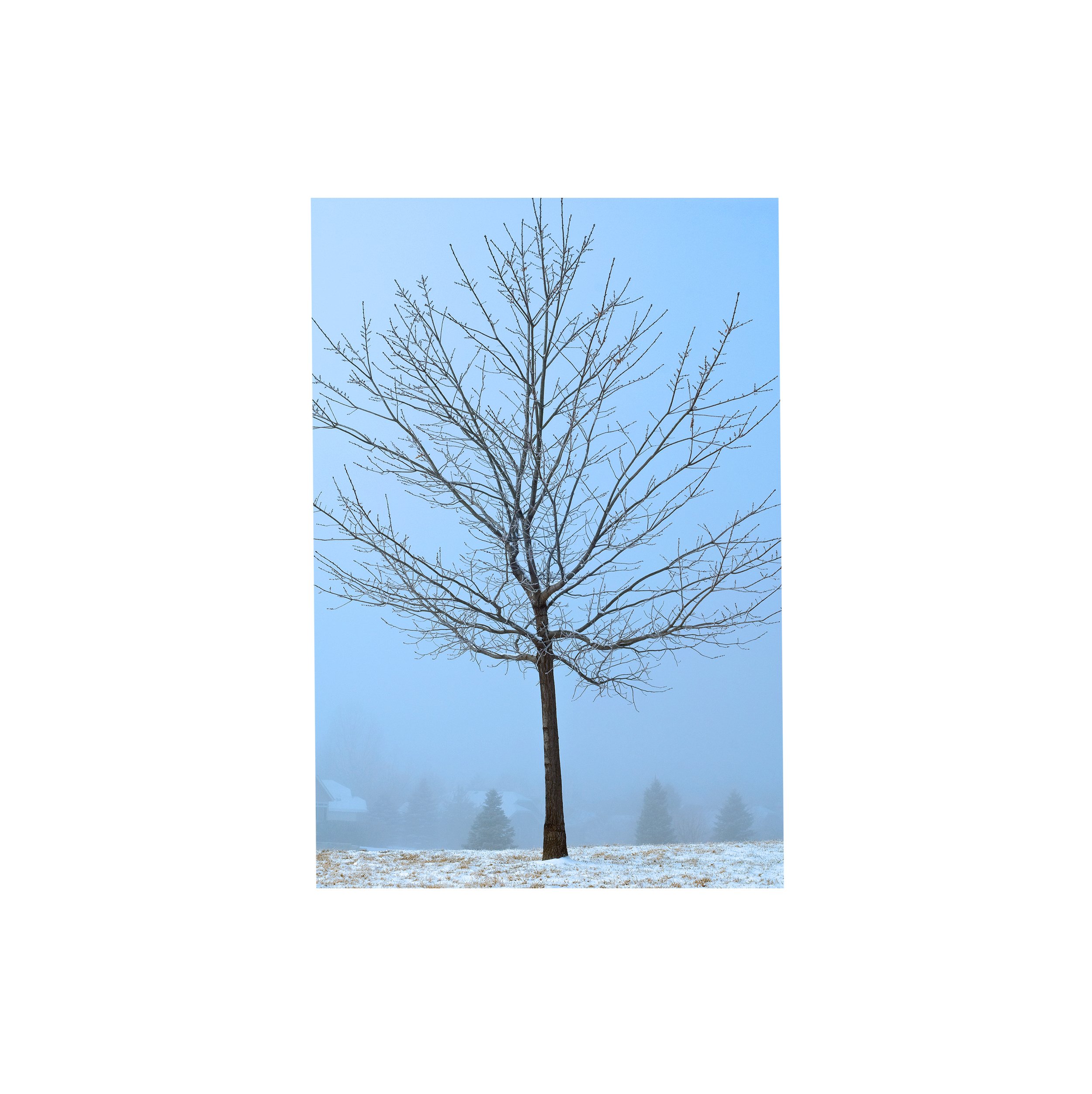 Tree in Winter E WP.jpg