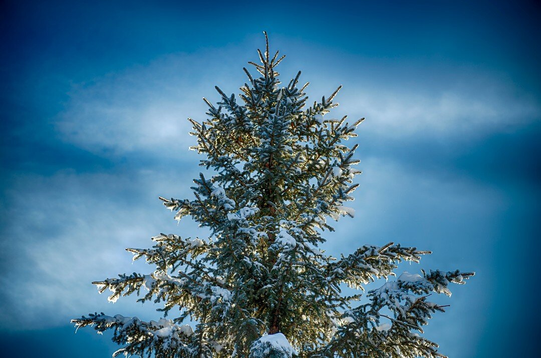 &quot;The light of winter is the poetry of patience.&quot;
~ Unknown

Backlit!

Photographed in a park near my home in Boulder, CO on a brisk winter day.

You can check-out all of the photos in the Winter Gallery here...

https://rdjonesphoto.com/win