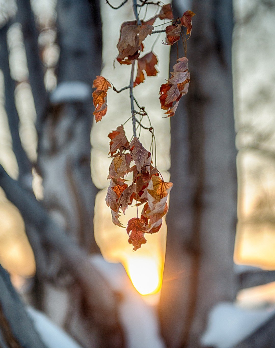 &ldquo;The light of winter is the poetry of patience.&rdquo;
~ Unknown

It's still wintry here in Boulder. It's currently 31 degrees and foggy with more snow and rain later tonight.

Winter Sun Series - Solstice Leaves, Solstice Light &amp; Winter Su